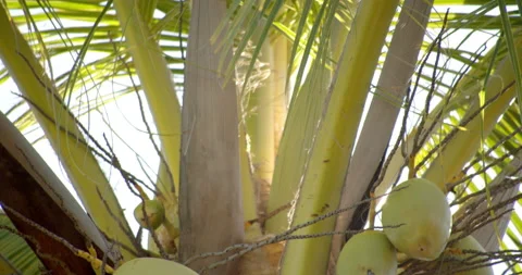 Sun Light Flares Pouring through palm trees on tropical island with coconuts Vidéo 146476248