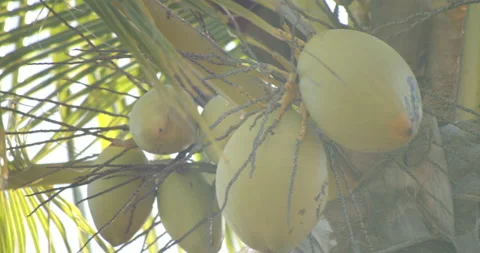 Sun Light Flares Pouring through palm trees on tropical island with coconuts Vidéo 146476309