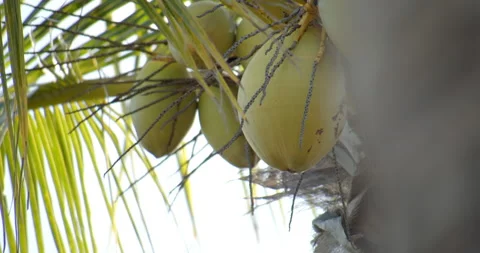 Sun Light Flares Pouring through palm trees on tropical island with coconuts 库存影片 146476321