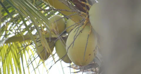 Sun Light Flares Pouring through palm trees on tropical island with coconuts Stock Footage 146476322
