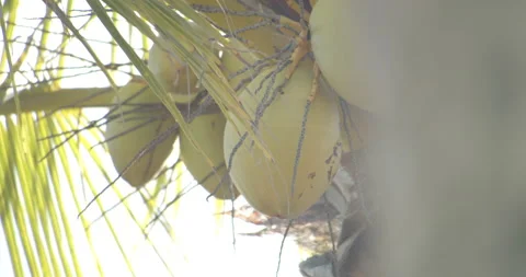 Sun Light Flares Pouring through palm trees on tropical island with coconuts Stockbeeldmateriaal 146476334