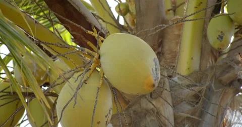 Sun Light Flares Pouring through palm trees on tropical island with coconuts Stock-Footage 146476372
