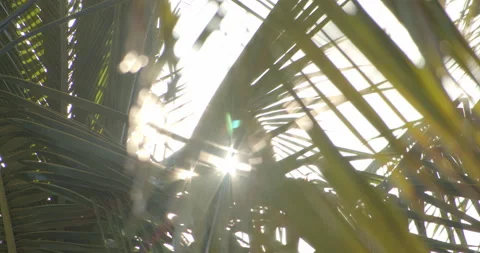 Sun Light Flares Pouring through palm trees on tropical island with coconuts 库存影片 146476393