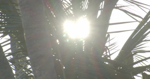 Sun Light Flares Pouring through palm trees on tropical island with coconuts Video stock 146476424