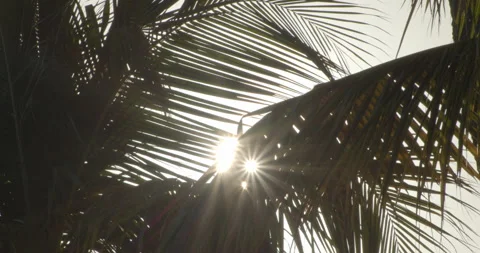 Sun Light Flares Pouring through palm trees on tropical island with coconuts Видео 146476427