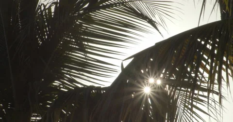 Sun Light Flares Pouring through palm trees on tropical island with coconuts Video stock 146476454