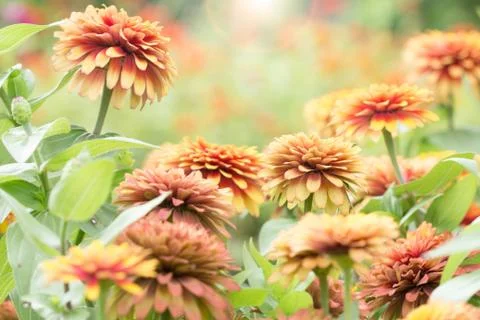 Sun light on flower Stock Photos