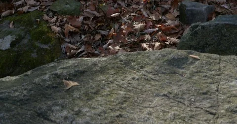 Sun Light Flowing Through Trees in Forest During Autumn, 4K Stock Footage 69797674