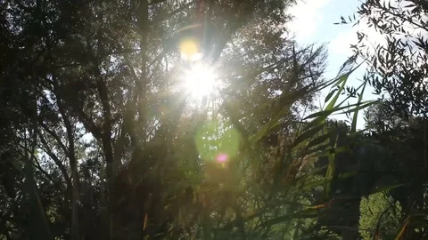 Sun Light Stock Footage