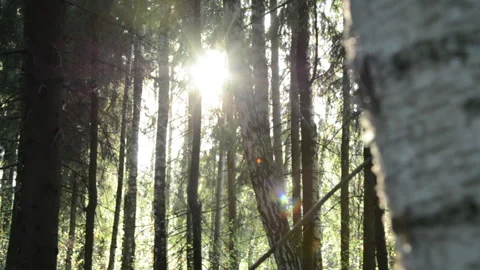 Sun Light In The Forest Stock Footage 143099396