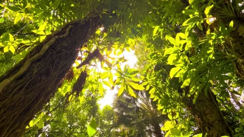 Sun light in the forest Stock Footage 194469347