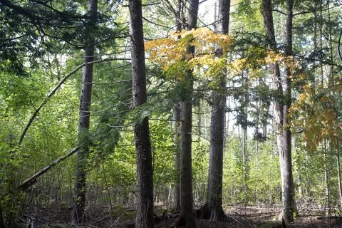 Sun light in a forest glade Stock Photos