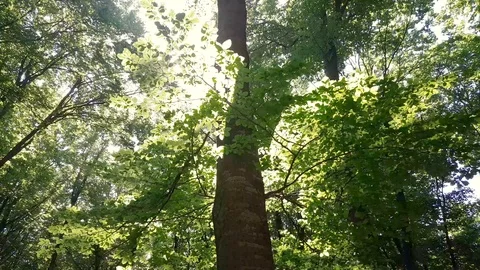 Sun light goes through green leaves of the forest. Sunny summer day. Peaceful Video stock 93829483