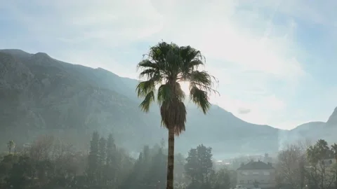 Sun light goes through the palm tree. Stock-Footage 231265243