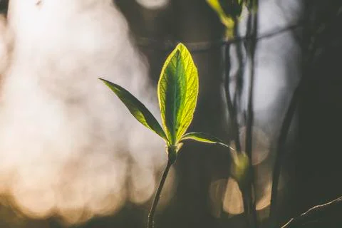 Sun light going through the small leafs Stock Photos
