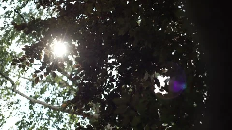 The sun light grazes through the leaves Stock Footage 52527070