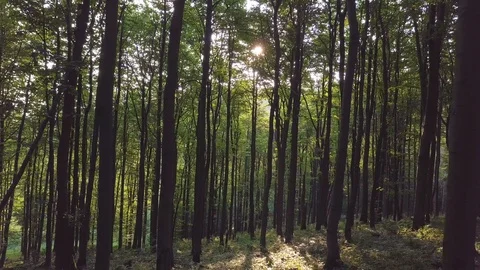 Sun light in green forest Stock Footage 93985952