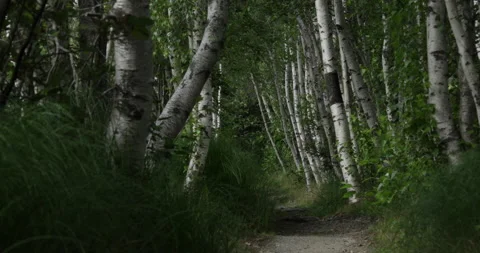 Sun light hits beautiful birch trees in the woods. Stock Footage 148062225
