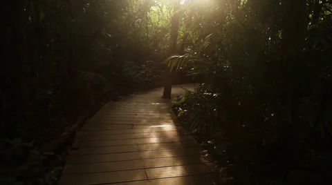 Sun light in jungle footpath Stock Footage 38320255