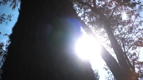 Sun Light Leaks on a Big Trunk Stock Footage 138975446
