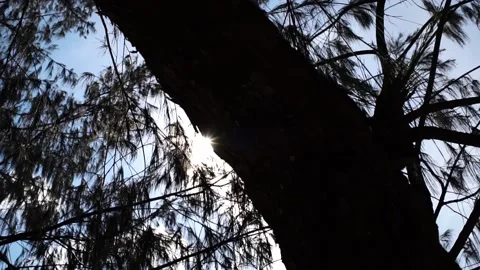 Sun light leaks on branch Stock Footage 138975464