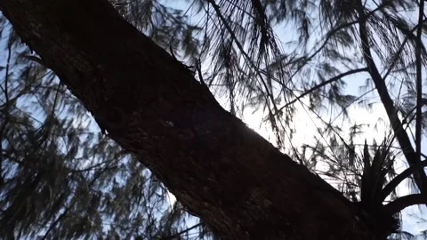 Sun light leaks on branch Stock Footage 138975472