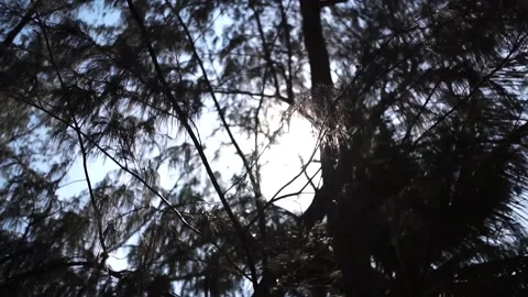 Sun light leaks on pine tree trunk Video stock 138975505