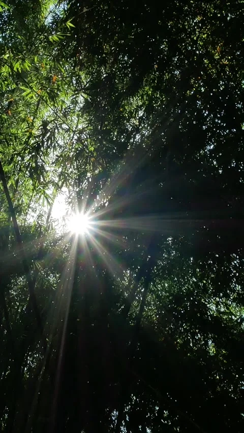 Sun Light Leaks - Vertical Video Stock Footage 272418743