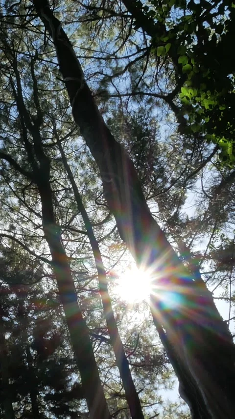 Sun Light Leaks - Vertical Video Stock Footage 273018167