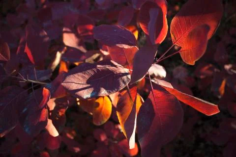Sun light on the leaves Stock Photos