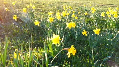 Sun Light Lens Flare Daffodil Field Grass Nature Field Green Meadow Close Slide Stock Footage 87799733