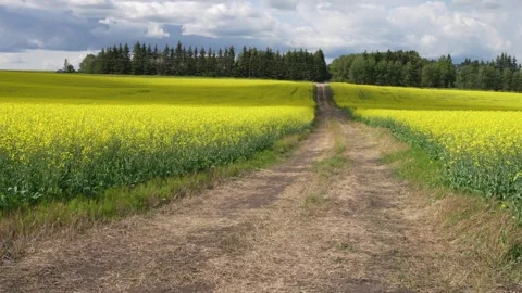 Sun light moving over blooming canola field Stock Footage 315735113