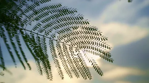 Sun Light Over Leaf Video stock 232468002