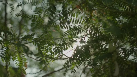 Sun light over the leaf Stock Footage 276828655