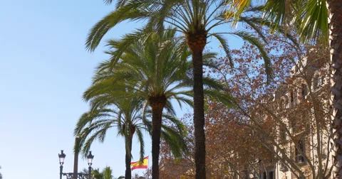 Sun light palm top spain national flag waving 4k spain Stock Footage 47534721