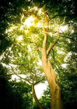 Sun light pass through green leaf Stock Photos