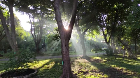 Sun light passing through leaves and trees in the park Stock Footage 162753461