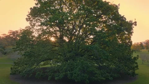 Sun light piercing through a lone tree in a field Stockbeeldmateriaal 221165546