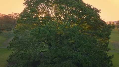 Sun light piercing through a lone tree in a field Video stock 221165642