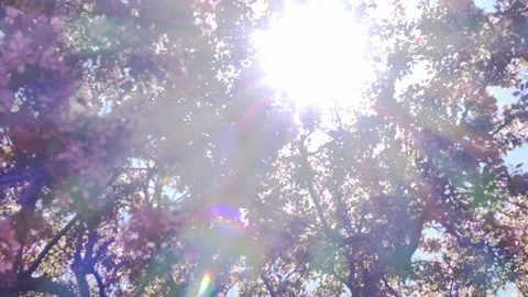 Sun light in pink tree 库存影片 155179069