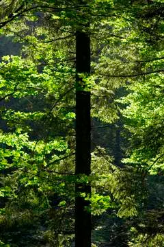 Sun light playing with forest tree leafs Stock Photos