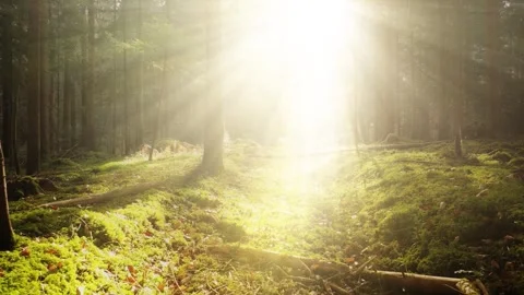 Sun light with rays and beams in the forest Stock Footage 324609692