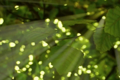 Sun light rays from green leaves Stock Footage 353965