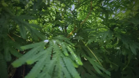 SUN LIGHT RAYS IN THE SPRING SKY BEHIND THE GREEN TREE LEAVES Stock Footage 277103595