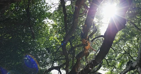 Sun light rays through branches of trees in forest. Jungle canopy beautiful view Stock Footage 101996918