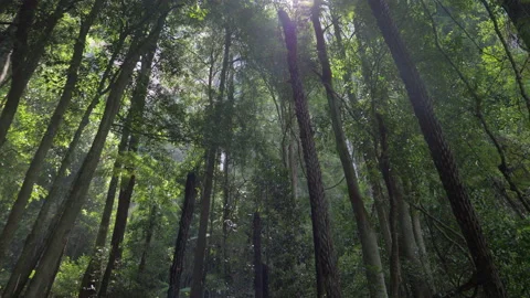 Sun Light Rays Through Branches Of Trees In Australian Forest 4K Video stock 131351481