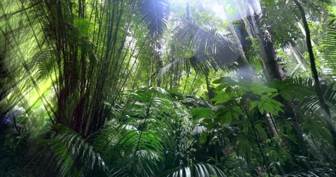 Sun light rays through forest canopy. Rainforest climate and green vegetation Stock Footage 254688688