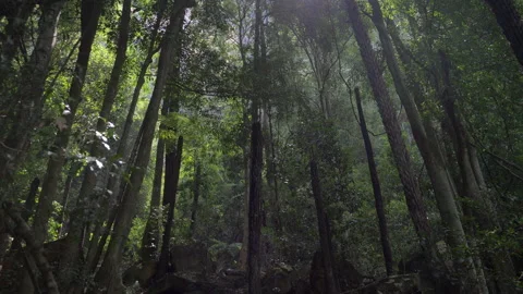 Sun Light Rays Through Trees In Australian Forest. Jungle 4K Video stock 131352597
