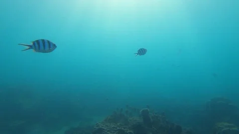 Sun Light Rays Underwater Stock Footage 105569039