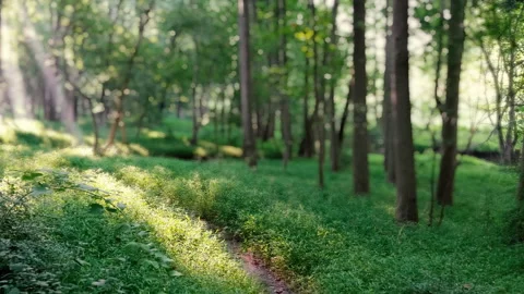 Sun Light Shafts in Forest Bokeh Stock Footage 137330099